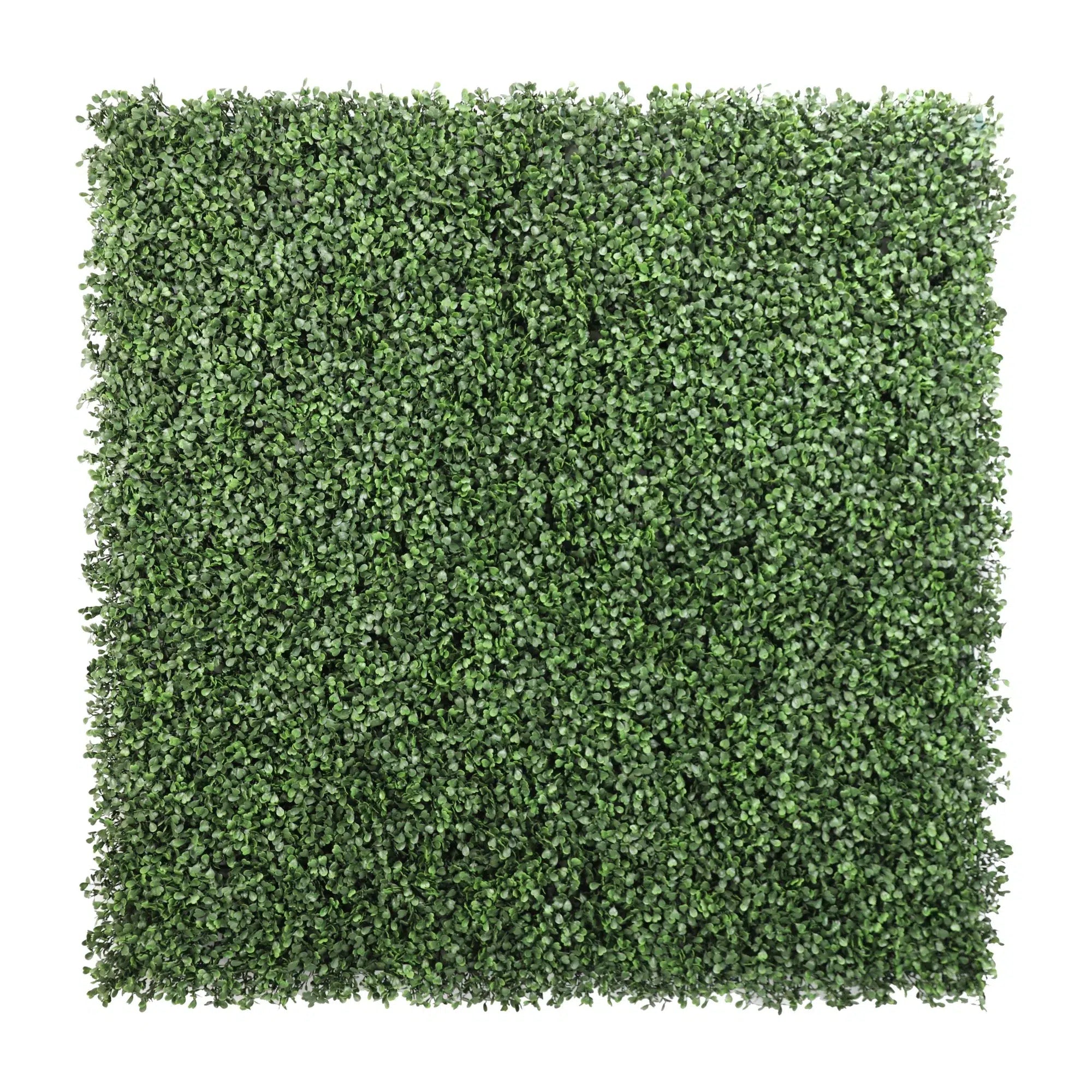 Sample Panel – Dark Boxwood Green Wall (Small Sample)