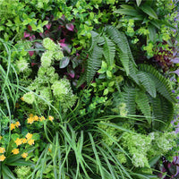 Sample Panel – Country Fern Vertical Garden (Small Sample)