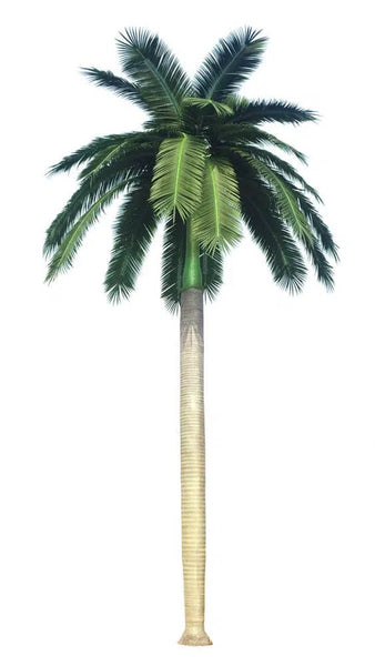 12.5' or 17' Interior Royal Palm Tree, Artificial Palm Trees Wholesale