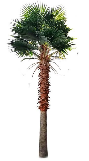 Artificial Mexican Fan Palm Tree Very Large Washington Palm Tree with Faux Foliage Tall Tree