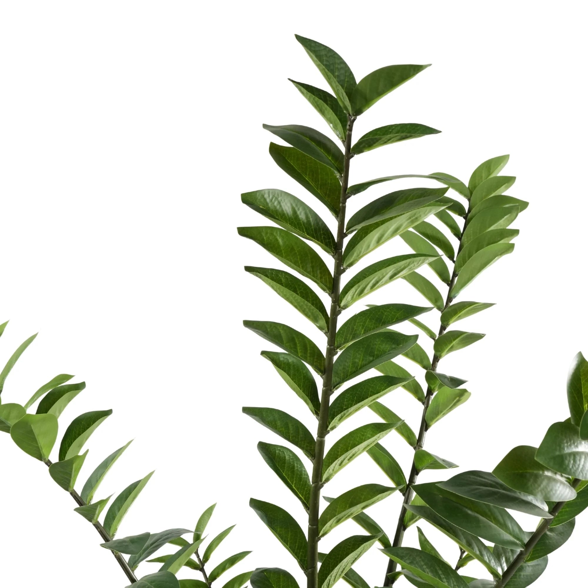 Premium Hand Crafted Artificial Zanzibar Gem Plant 51.2in Multi-stem