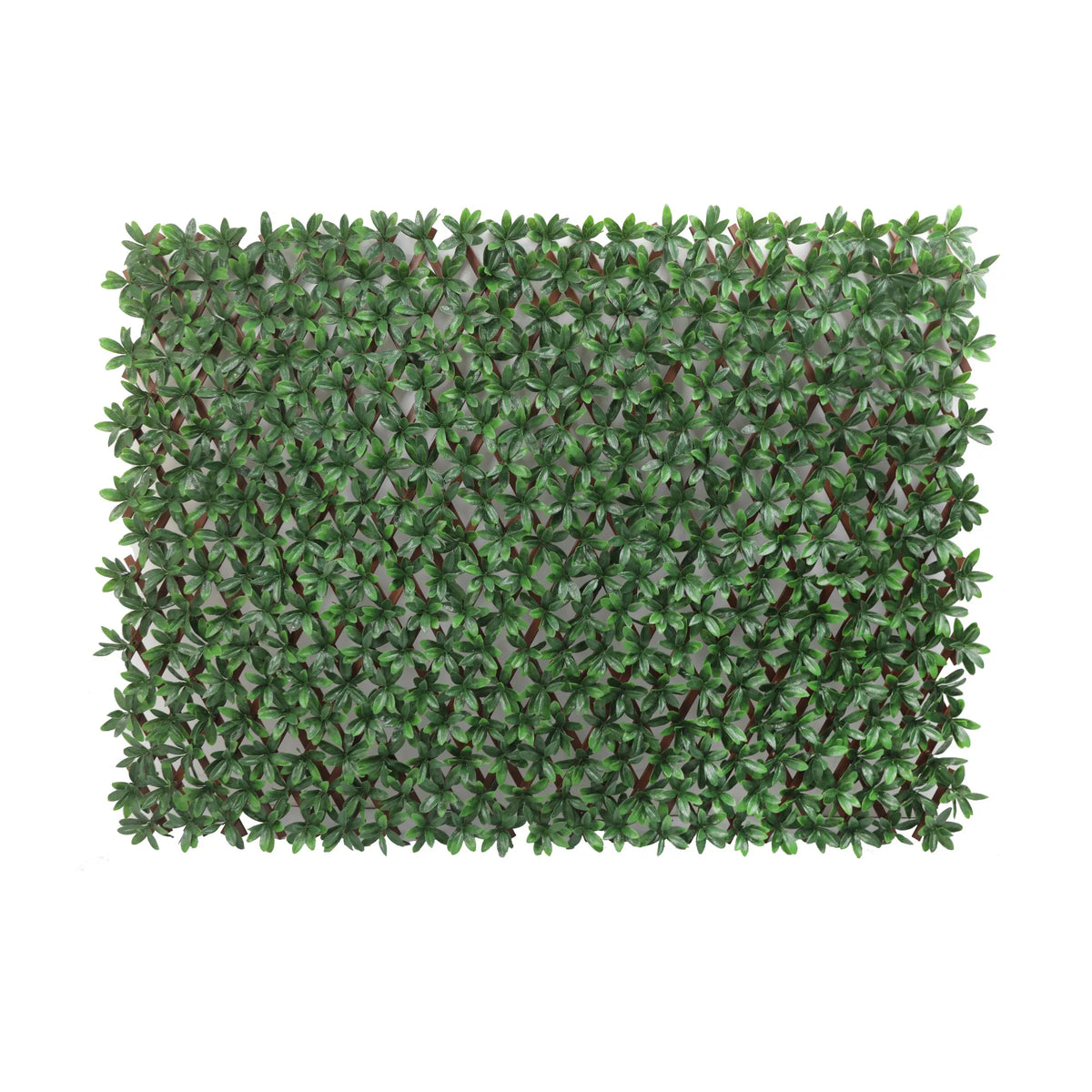 trellis screening plants English Laurel Expandable Trellis Variable (expandable) UV Resistant
