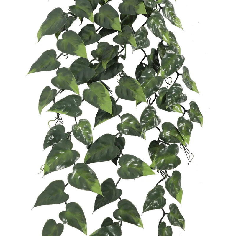 A demonstration of the 85cm-long artificial Devil's Ivy being held to display its size and natural appearance.