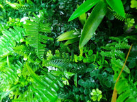 Sample Panel – Wild Tropics Vertical Garden (Small Sample)