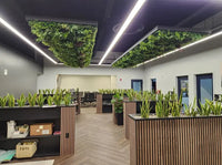 Modern office interior with green plants and wooden partitions.