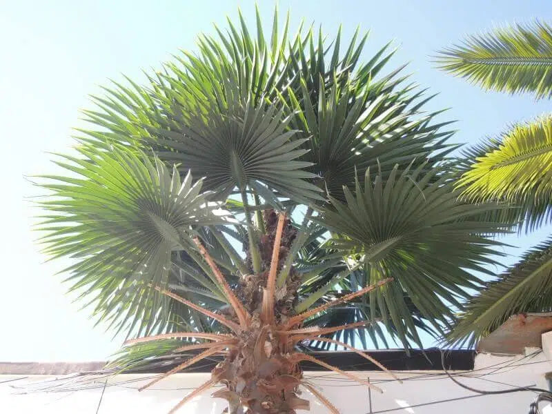 Artificial Mexican Fan Palm Tree Very Large Washington Palm Tree with Faux Foliage Leaves