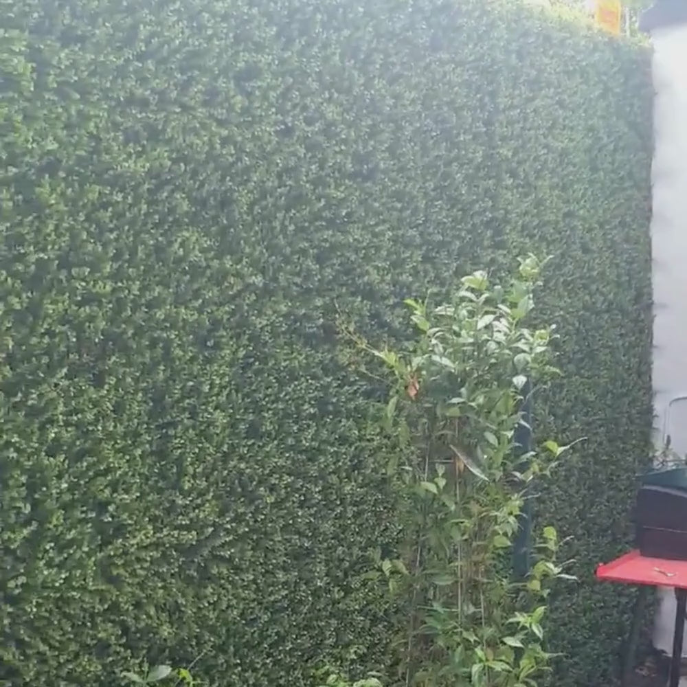 Artificial Boxwood Hedge Panels on a Timber Fence