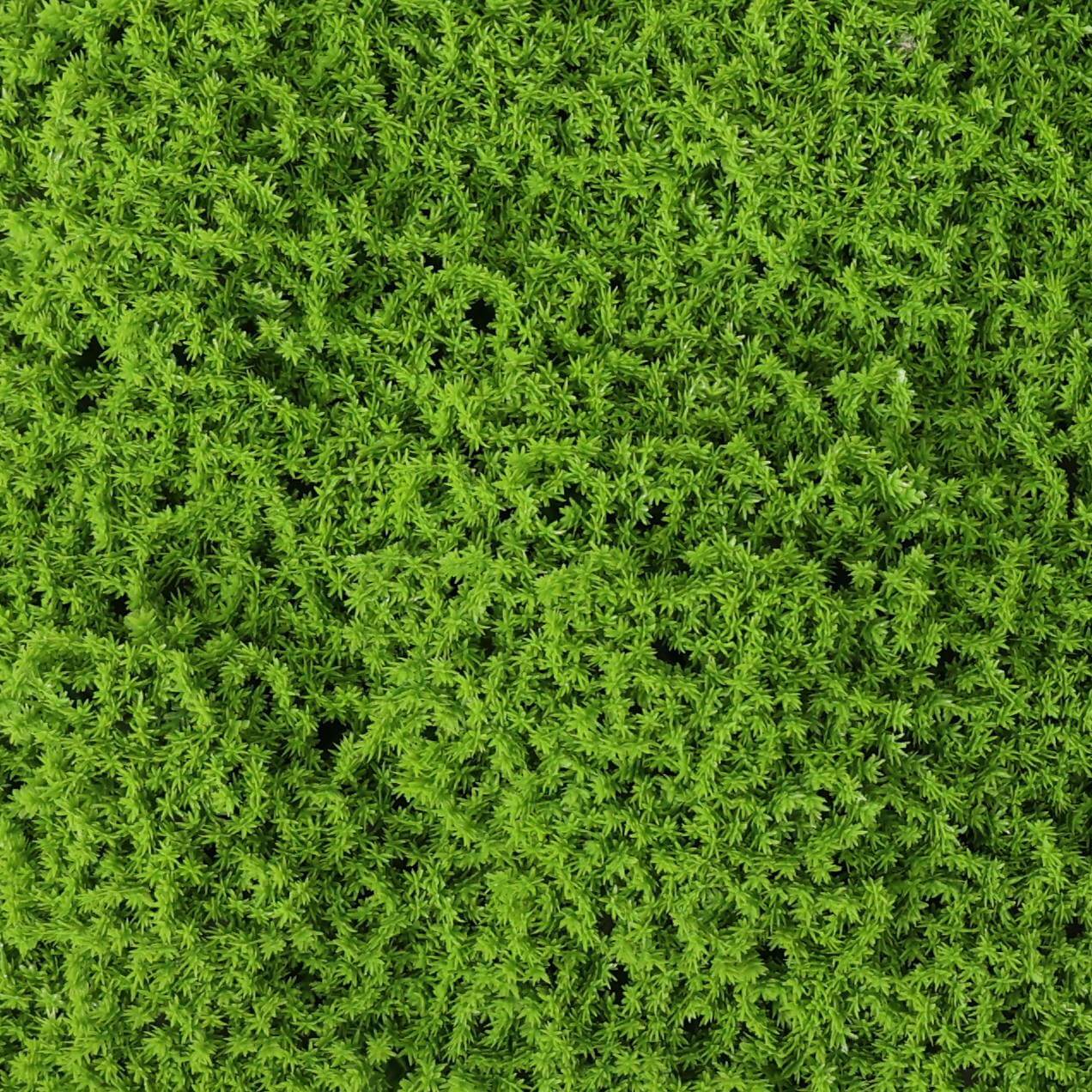 Faux Evergreen Moss Mat 33 SQ FT UV Resistant Commercial Grade UV Resi